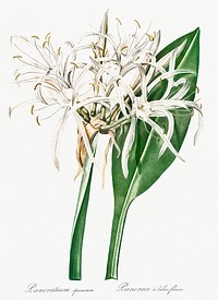 Green-tinge spiderlily illustration from Les liliac&eacute;es (1805) by <a href="https://www.rawpixel.com/search/redoute?sort=curated&amp;page=1">Pierre-Joseph Redout&eacute;</a>. Original from New York Public Library. Digitally enhanced by rawpixel.
