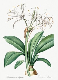 Spider lily illustration from Les liliac&eacute;es (1805) by <a href="https://www.rawpixel.com/search/redoute?sort=curated&amp;page=1">Pierre-Joseph Redout&eacute;</a>. Original from New York Public Library. Digitally enhanced by rawpixel.