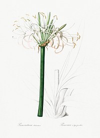 Caribbean spider-lily illustration from Les liliac&eacute;es (1805) by Pierre Joseph Redout&eacute; (1759-1840). Original from New York Public Library. Digitally enhanced by rawpixel.