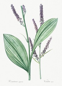 Black false hellebore illustration from Les liliac&eacute;es (1805) by Pierre-Joseph Redout&eacute;. Original from New York Public Library. Digitally enhanced by rawpixel.