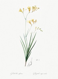 Freesia illustration from Les liliac&eacute;es (1805) by Pierre Joseph Redout&eacute; (1759-1840). Original from New York Public Library. Digitally enhanced by rawpixel.