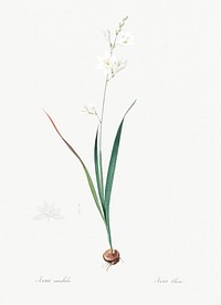Corn lily illustration from Les liliac&eacute;es (1805) by Pierre Joseph Redout&eacute; (1759-1840). Original from New York Public Library. Digitally enhanced by rawpixel.