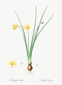 Daffodil illustration from Les liliac&eacute;es (1805) by Pierre Joseph Redout&eacute; (1759-1840). Original from New York Public Library. Digitally enhanced by rawpixel.