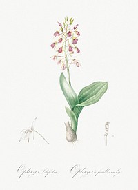 Brown widelip orchid illustration from Les liliac&eacute;es (1805) by Pierre Joseph Redout&eacute; (1759-1840). Original from New York Public Library. Digitally enhanced by rawpixel.