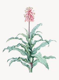 Vintage Illustration of Sand lily
