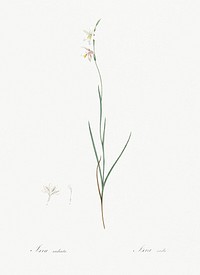 Hesperantha illustration from Les liliac&eacute;es (1805) by Pierre Joseph Redout&eacute; (1759-1840). Original from New York Public Library. Digitally enhanced by rawpixel.