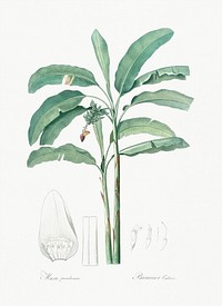 Banana illustration from Les liliac&eacute;es (1805) by Pierre Joseph Redout&eacute; (1759-1840). Original from New York Public Library. Digitally enhanced by rawpixel.