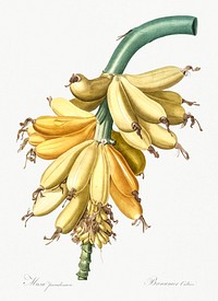 Banana illustration from Les liliac&eacute;es (1805) by <a href="https://www.rawpixel.com/search/redoute?sort=curated&amp;page=1">Pierre-Joseph Redout&eacute;</a>. Original from New York Public Library. Digitally enhanced by rawpixel.