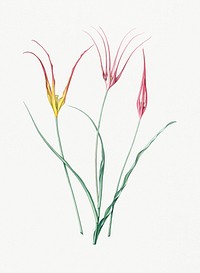 Vintage Illustration of Horned tulip