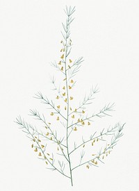 Vintage Illustration of Sea asparagus