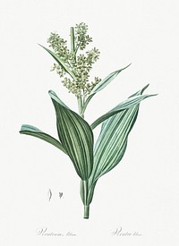 False helleborine illustration from Les liliac&eacute;es (1805) by Pierre Joseph Redout&eacute; (1759-1840). Original from New York Public Library. Digitally enhanced by rawpixel.