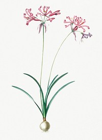 Vintage Illustration of Nerine illustration