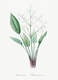European water-plantain illustration from Les liliac&eacute;es (1805) by Pierre Joseph Redout&eacute; (1759-1840). Original from New York Public Library. Digitally enhanced by rawpixel.