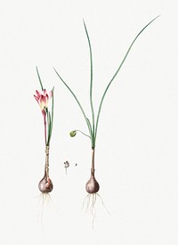 Vintage Illustration of Atamasco lily