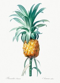Pineapple illustration from Les liliac&eacute;es (1805) by <a href="https://www.rawpixel.com/search/redoute?sort=curated&amp;page=1">Pierre-Joseph Redout&eacute;</a>. Original from New York Public Library. Digitally enhanced by rawpixel.