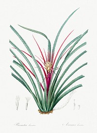 Plumier&#39;s bromelia illustration from Les liliac&eacute;es (1805) by Pierre Joseph Redout&eacute; (1759-1840). Original from New York Public Library. Digitally enhanced by rawpixel.