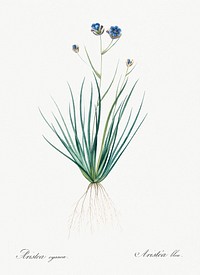 Blue corn-lily illustration from Les liliac&eacute;es (1805) by Pierre Joseph Redout&eacute; (1759-1840). Original from New York Public Library. Digitally enhanced by rawpixel.