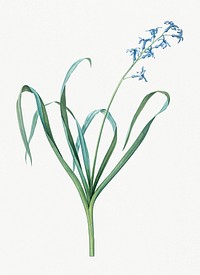 Vintage Illustration of Dutch hyacinth
