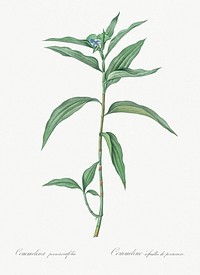 Dayflower illustration from Les liliac&eacute;es (1805) by Pierre Joseph Redout&eacute; (1759-1840). Original from New York Public Library. Digitally enhanced by rawpixel.