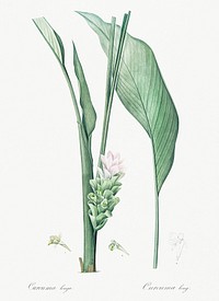 Turmeric illustration from Les liliac&eacute;es (1805) by Pierre Joseph Redout&eacute; (1759-1840). Original from New York Public Library. Digitally enhanced by rawpixel.