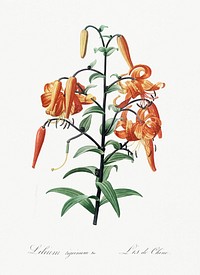 Tiger lily illustration from Les liliac&eacute;es (1805) by <a href="https://www.rawpixel.com/search/redoute?sort=curated&amp;page=1">Pierre-Joseph Redout&eacute;</a>. Original from New York Public Library. Digitally enhanced by rawpixel.