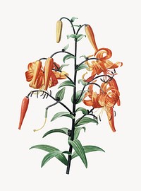 Vintage Illustration of Tiger lily