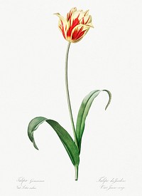 Didier&#39;s tulip illustration from Les liliac&eacute;es (1805) by Pierre Joseph Redout&eacute; (1759-1840). Original from New York Public Library. Digitally enhanced by rawpixel.