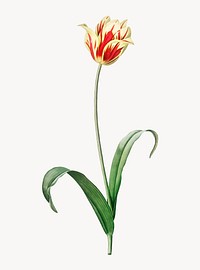 Vintage Illustration of Didier&#39;s tulip