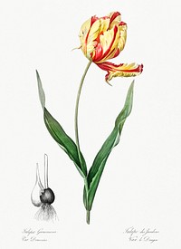 Didier&#39;s tulip illustration from Les liliac&eacute;es (1805) by <a href="https://www.rawpixel.com/search/redoute?sort=curated&amp;page=1">Pierre-Joseph Redout&eacute;</a>. Original from New York Public Library. Digitally enhanced by rawpixel.