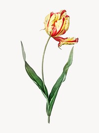 Vintage Illustration of Didier&#39;s tulip