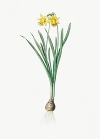 Vintage Illustration of Lesser wild daffodil