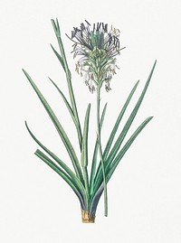 Vintage Illustration of Agave spicata