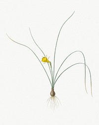 Vintage Illustration of Petticoat daffodil