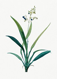 Vintage Illustration of Flax lilies
