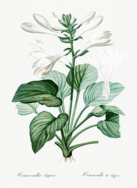 Daylily illustration from Les liliac&eacute;es (1805) by <a href="https://www.rawpixel.com/search/redoute?sort=curated&amp;page=1">Pierre-Joseph Redout&eacute;</a>. Original from New York Public Library. Digitally enhanced by rawpixel.