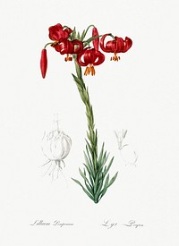 Lily illustration from Les liliac&eacute;es (1805) by <a href="https://www.rawpixel.com/search/redoute?sort=curated&amp;page=1">Pierre-Joseph Redout&eacute;</a>. Original from New York Public Library. Digitally enhanced by rawpixel.