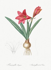Hippeastrum illustration from Les liliac&eacute;es (1805) by <a href="https://www.rawpixel.com/search/redoute?sort=curated&amp;page=1">Pierre-Joseph Redout&eacute;</a>. Original from New York Public Library. Digitally enhanced by rawpixel.