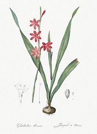 Watsonia illustration from Les liliac&eacute;es (1805) by <a href="https://www.rawpixel.com/search/redoute?sort=curated&amp;page=1">Pierre-Joseph Redout&eacute;</a>. Original from New York Public Library. Digitally enhanced by rawpixel.