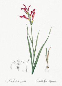 Gladiolus cunonius illustration from Les liliac&eacute;es (1805) by <a href="https://www.rawpixel.com/search/redoute?sort=curated&amp;page=1">Pierre-Joseph Redout&eacute;</a>. Original from New York Public Library. Digitally enhanced by rawpixel.