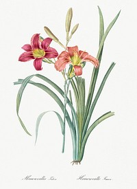 Orange day lily illustration from Les liliac&eacute;es (1805) by <a href="https://www.rawpixel.com/search/redoute?sort=curated&amp;page=1">Pierre-Joseph Redout&eacute;</a>. Original from New York Public Library. Digitally enhanced by rawpixel.