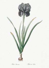 Mourning iris illustration from Les liliac&eacute;es (1805) by <a href="https://www.rawpixel.com/search/redoute?sort=curated&amp;page=1">Pierre-Joseph Redout&eacute;</a>. Original from New York Public Library. Digitally enhanced by rawpixel.