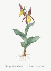 Lady&#39;s slipper orchid illustration from Les liliac&eacute;es (1805) by <a href="https://www.rawpixel.com/search/redoute?sort=curated&amp;page=1">Pierre-Joseph Redout&eacute;</a>. Original from New York Public Library. Digitally enhanced by rawpixel.