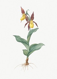 Vintage Illustration of Lady&#39;s slipper orchid