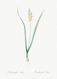 Lachenalia pallida illustration from Les liliac&eacute;es (1805) by <a href="https://www.rawpixel.com/search/redoute?sort=curated&amp;page=1">Pierre-Joseph Redout&eacute;</a>. Original from New York Public Library. Digitally enhanced by rawpixel.