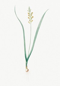 Vintage Illustration of Lachenalia pallida