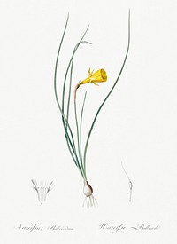 Daffodil illustration from Les liliac&eacute;es (1805) by <a href="https://www.rawpixel.com/search/redoute?sort=curated&amp;page=1">Pierre-Joseph Redout&eacute;</a>. Original from New York Public Library. Digitally enhanced by rawpixel.