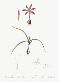 Spring meadow saffron illustration from Les liliac&eacute;es (1805) by <a href="https://www.rawpixel.com/search/redoute?sort=curated&amp;page=1">Pierre-Joseph Redout&eacute;</a>. Original from New York Public Library. Digitally enhanced by rawpixel.