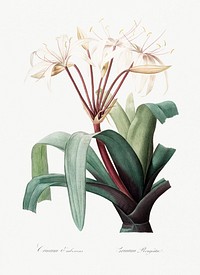 Crinum erubescens illustration from Les liliac&eacute;es (1805) by <a href="https://www.rawpixel.com/search/redoute?sort=curated&amp;page=1">Pierre-Joseph Redout&eacute;</a>. Original from New York Public Library. Digitally enhanced by rawpixel.
