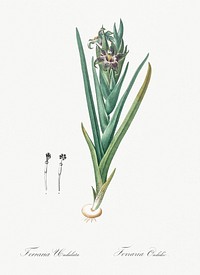 Ferraria illustration from Les liliac&eacute;es (1805) by <a href="https://www.rawpixel.com/search/redoute?sort=curated&amp;page=1">Pierre-Joseph Redout&eacute;</a>. Original from New York Public Library. Digitally enhanced by rawpixel.
