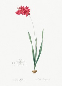 Ixia filiformis illustration from Les liliac&eacute;es (1805) by <a href="https://www.rawpixel.com/search/redoute?sort=curated&amp;page=1">Pierre-Joseph Redout&eacute;</a>. Original from New York Public Library. Digitally enhanced by rawpixel.